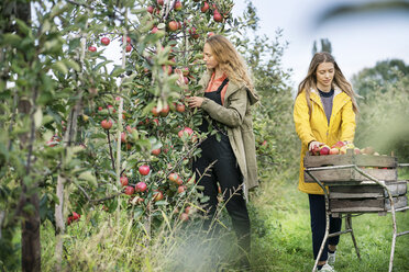 Two women harvesting apples in orchard - PESF00949