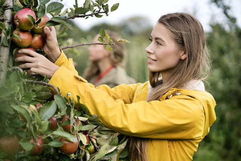 Lächelnde Frau erntet Äpfel vom Baum, lizenzfreies Stockfoto