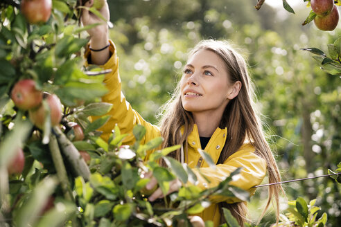 Smiling woman harvesting apples from tree - PESF00953