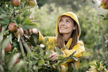 Smiling woman harvesting apples from tree - PESF00954
