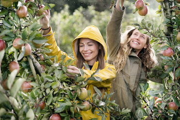Zwei lächelnde Frauen ernten im Regen Äpfel vom Baum - PESF00955
