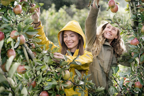 Two smiling women harvesting apples from tree in rain - PESF00955