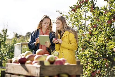 Zwei lächelnde Frauen benutzen ein Tablet in einer Apfelplantage - PESF00962