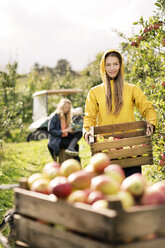 Two women harvesting apples in orchard - PESF00963