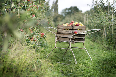 Kiste mit Äpfeln im Obstgarten - PESF00966