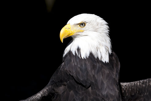 Portrait of bald eagle - MMAF00240