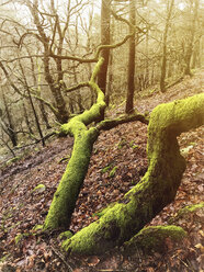 Deutschland, Rheinland-Pfalz, Pfälzerwald, mystischer moosbewachsener Wald - GWF05425