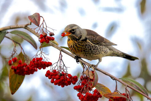 Feldhase frisst Vogelbeeren - JTF00901