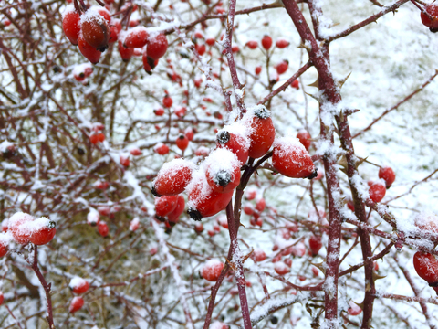 Snow covered rose hips stock photo
