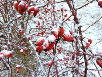 Schneebedeckte Hagebutten - JTF00902