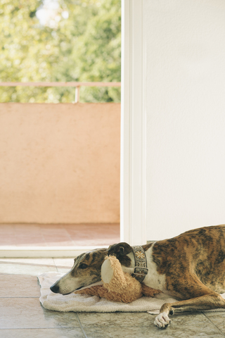 Windhund auf Handtuch liegend vor offener Balkontür, lizenzfreies Stockfoto