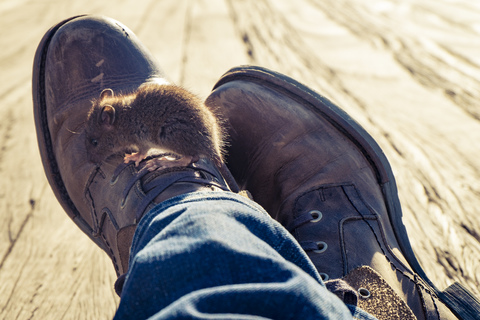 Mouse on shoe of a man sitting on ground stock photo