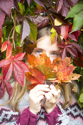 Portrait of happy girl hiding behind autumn leaves stock photo