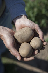 Cropped image of man holding freshly harvested potatoes at garden - FSIF00170