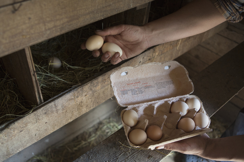 Cropped image of man collecting egg at poultry farm stock photo