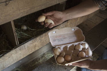 Ausgeschnittenes Bild eines Mannes, der in einer Geflügelfarm Eier sammelt - FSIF00177