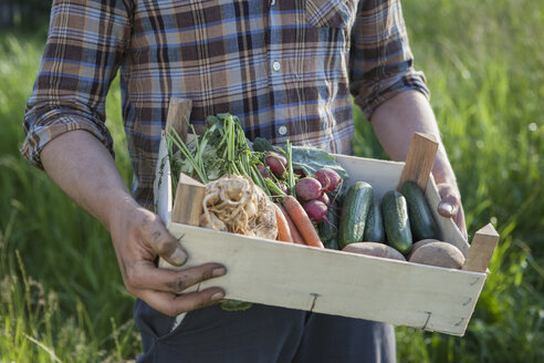 Mittelteil eines reifen Mannes, der eine Kiste mit frisch geerntetem Gemüse im Garten trägt - FSIF00179