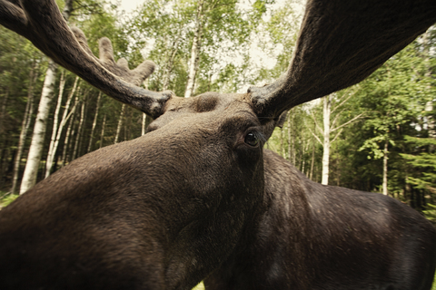 Nahaufnahme eines Rentiers im Wald, lizenzfreies Stockfoto