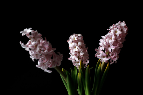 Three pink garden hyacinths in front of black background stock photo