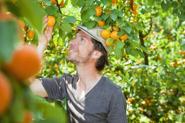 Ein Mann pflückt eine Aprikose von einem Aprikosenbaum - FSIF00376