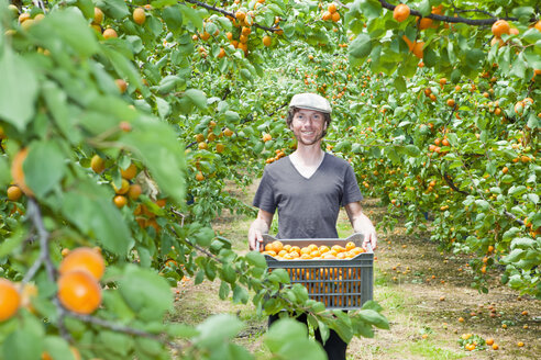 Ein Mann hält eine Kiste voller Aprikosen in einem Obstgarten - FSIF00378