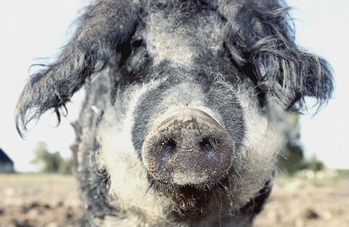 Schwein auf dem Bauernhof schaut in die Kamera - FSIF00414