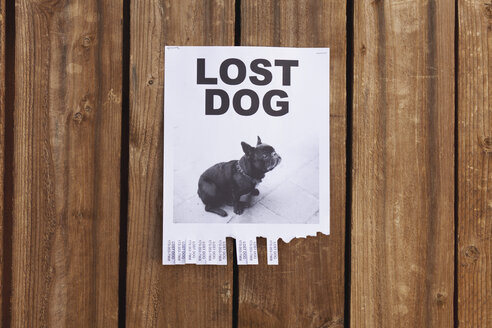Ein Flugblatt für einen entlaufenen Hund an einem Holzzaun - FSIF00419