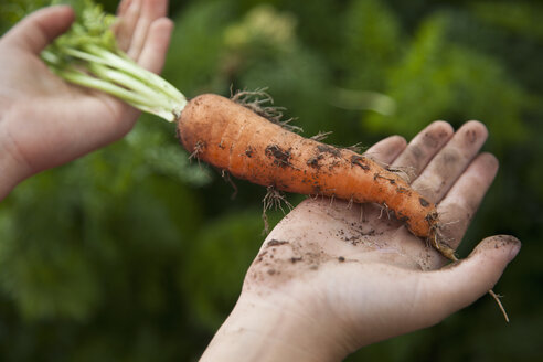 Man holding freshly picked carrot - FSIF00657