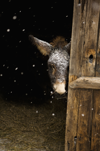 Esel im Stall stehend bei Schneefall, lizenzfreies Stockfoto