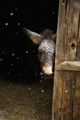 Esel im Stall stehend bei Schneefall - FSIF00671