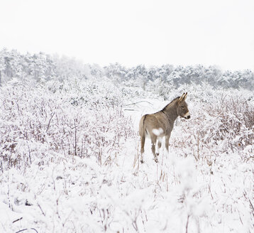 Esel in verschneitem Feld stehend - FSIF00680