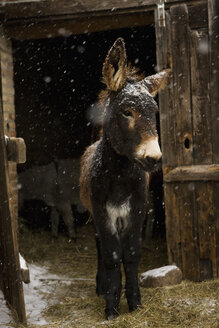 Esel im Stall stehend bei Schneefall - FSIF00682