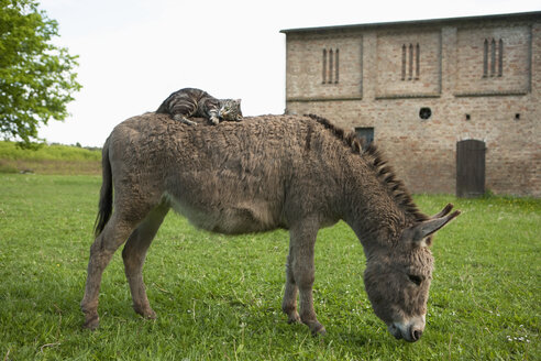 Cat lying on donkey - FSIF00684