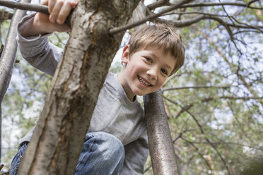 A young cheerful boy climbing a tree - FSIF00689