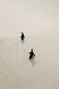 Zwei Pinguine laufen auf Sand, Simon's Town, Südafrika - FSIF00776