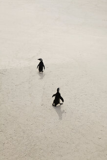 Two penguins walking on sand, Simon's Town, South Africa - FSIF00776