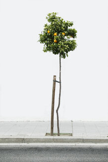 Zitronenbaum auf dem Gehweg - FSIF00816