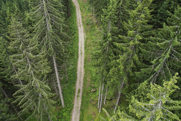 Blick von oben auf einen unbefestigten Weg inmitten immergrüner Bäume - FSIF00818