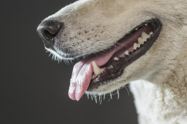 Abgeschnittenes Bild von Siberian Husky über grauem Hintergrund - FSIF00946