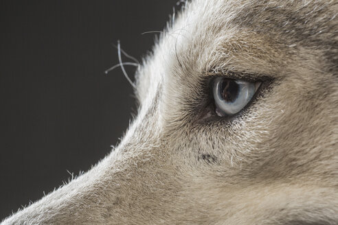 Abgeschnittenes Bild von Siberian Husky über grauem Hintergrund - FSIF00947