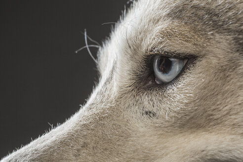 Cropped image of Siberian Husky over gray background - FSIF00947