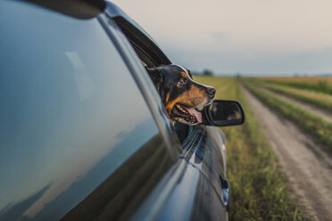 Border Collie looking through car window - FSIF00952