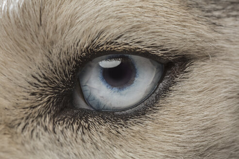 Auge des Siberian Husky - FSIF00953