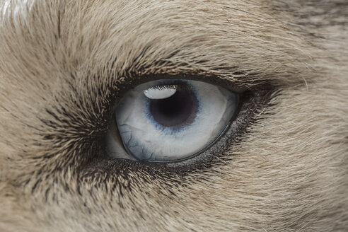 Eye of Siberian Husky - FSIF00953