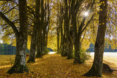 Germany, Bavaria, Upper Bavaria, Kleindingharting, Linden tree alley in autumn - SIEF07717