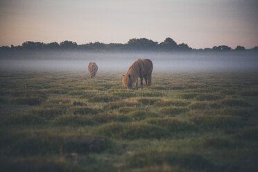Horses grazing on field in foggy weather - FSIF00974