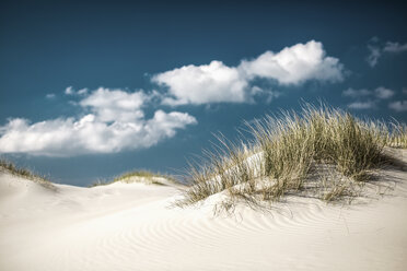 Grass growing on sand dunes - FSIF00988