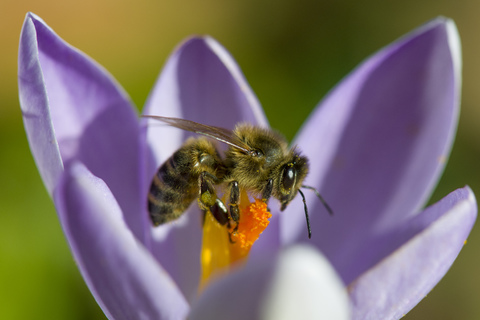 Honey bee, Apis, on crocus stock photo