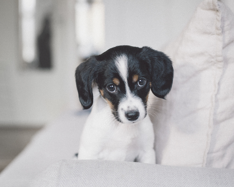 Porträt eines Hundes, der auf einem weißen Sofa zu Hause sitzt, lizenzfreies Stockfoto