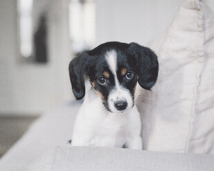 Porträt eines Hundes, der auf einem weißen Sofa zu Hause sitzt - FSIF01059